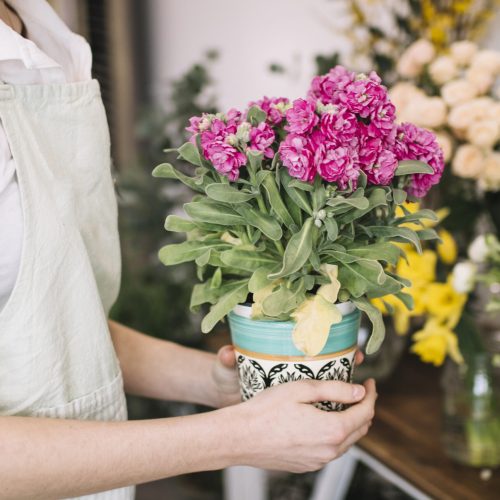 floristeria-con-flor-en-maceta